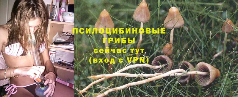 Псилоцибиновые грибы Psilocybine cubensis  Жирновск 